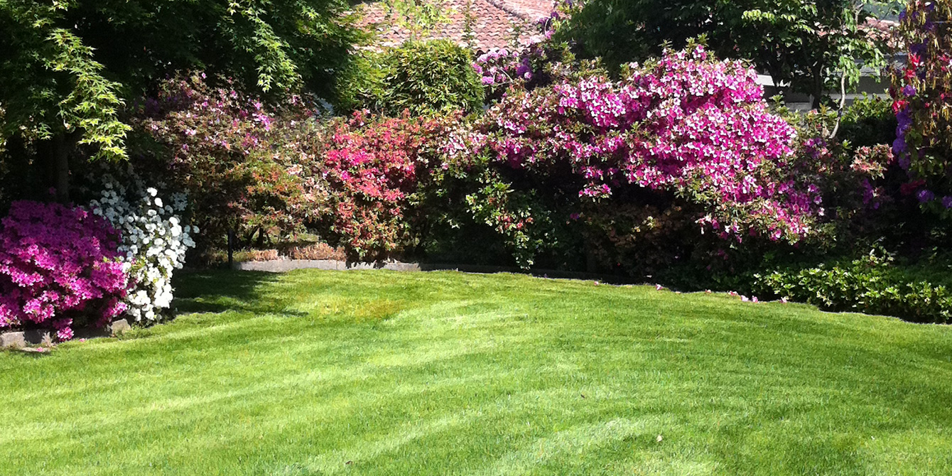 Pelouse et fleurs