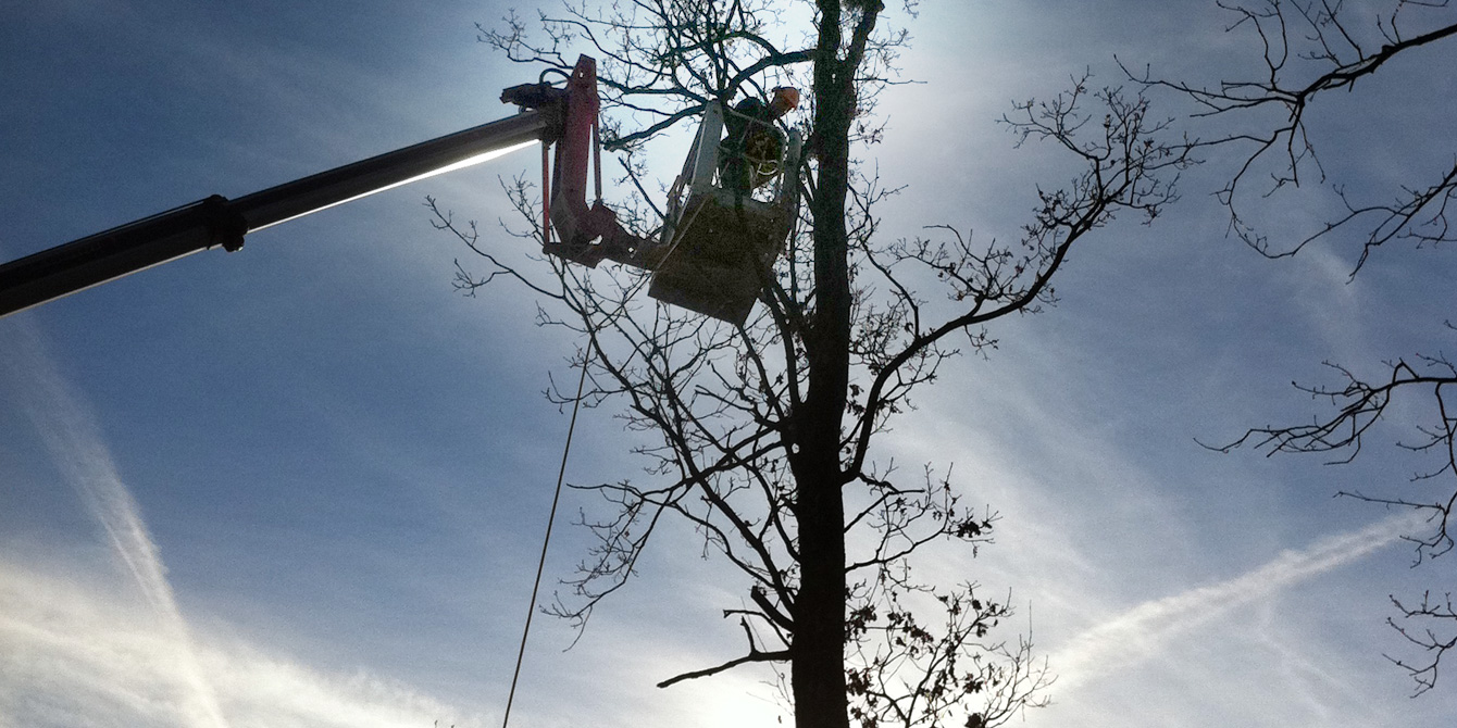 Pruning tall trees