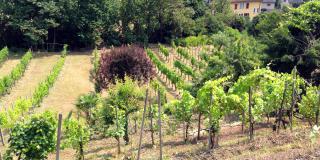 Management and care of the vineyards and fallow land